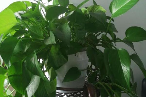 写字楼办公室风水绿植哪种最好推荐