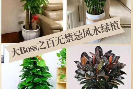 写字楼办公室风水绿植哪种最好推荐