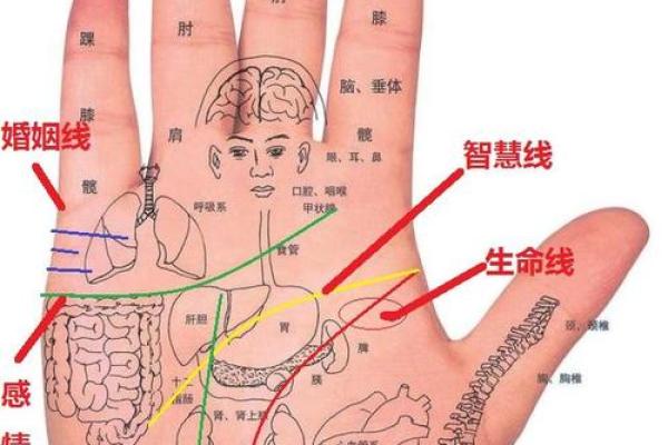 图解：手相手腕线算命