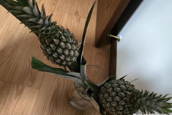 家居风水如何在家里种植菠萝为家庭带来好运