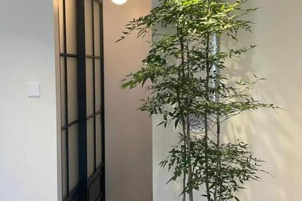 房子墙边长树风水好吗