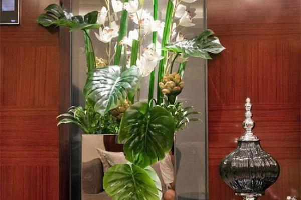 玄关摆放植物有什么风水讲究