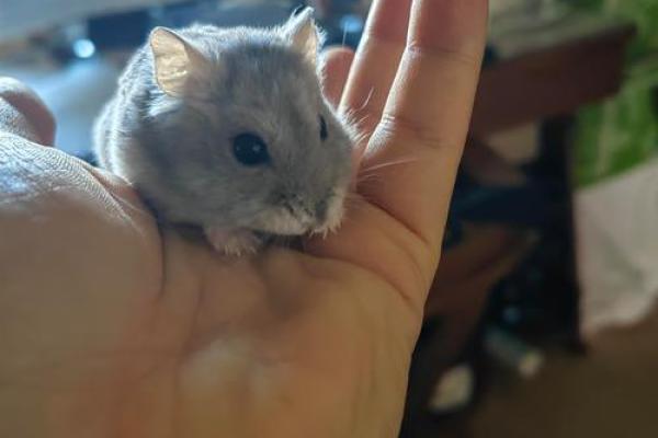 家里养仓鼠对风水好吗