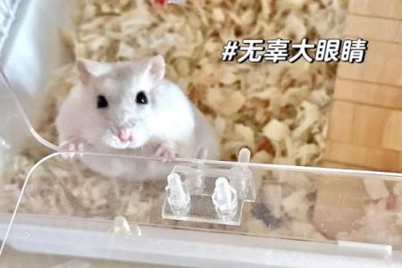 家里养仓鼠对风水好吗