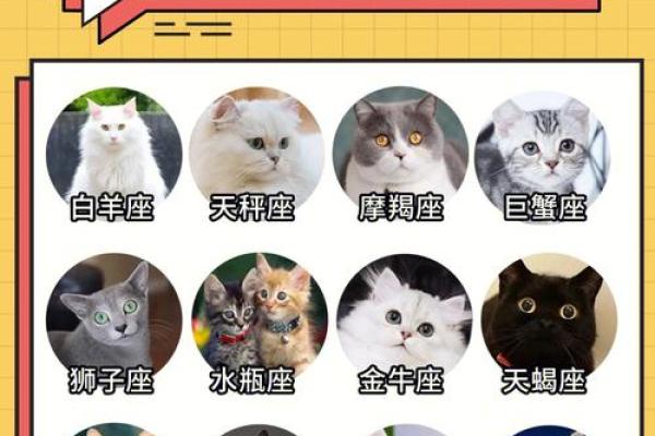 十二星座双子适合养猫狗嘛