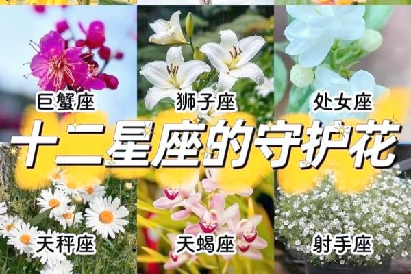 十二星座代表花都有哪些呢