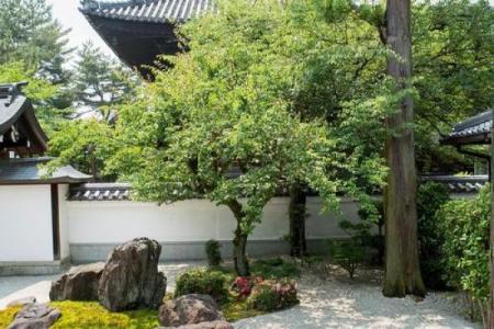 四季如春屋前种什么树最旺风水讲究