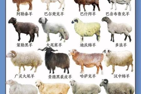 属羊出生最好六个吉日 属羊的出生吉日