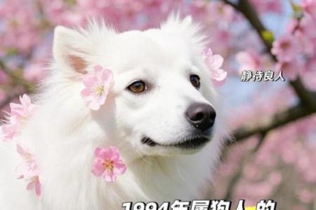 属狗正缘出现在哪年 属狗人婚姻配对表