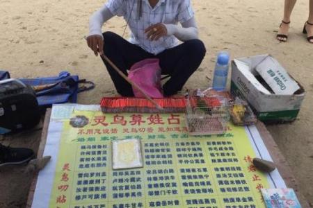 鸟儿算命图片大全
