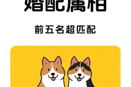 狗的属相配对婚配表