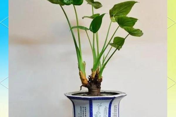 房子外种什么植物更好风水
