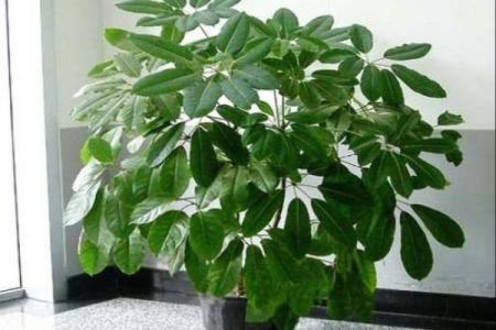 房子外种什么植物更好风水