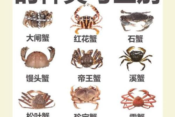 十二星座最适合哪种螃蟹