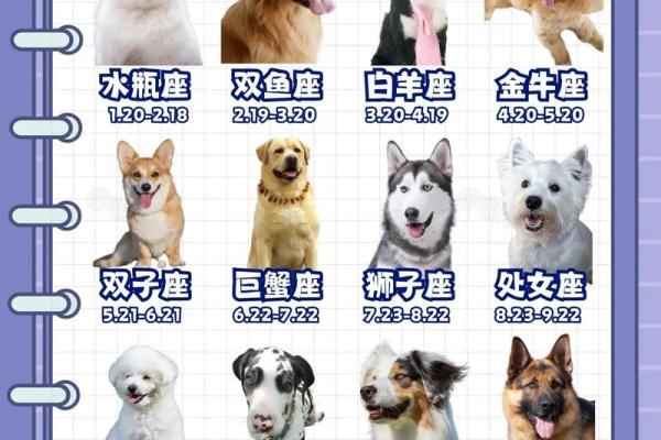 星座最适合什么狗狗