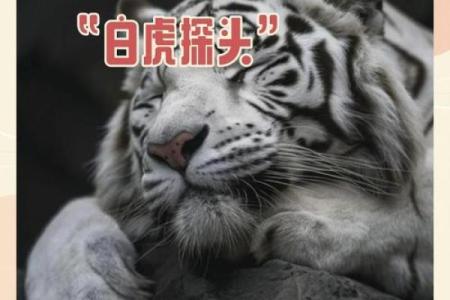 每日白虎方位吉凶