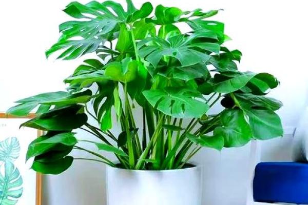 风水什么花招财又旺宅好养吉祥植物