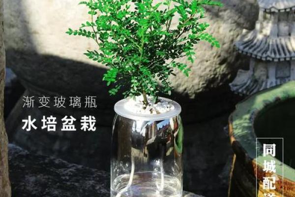玻璃房子风水植物图片