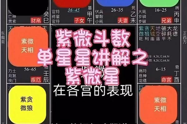 观星阁紫薇斗数