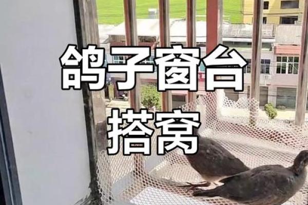 窗户筑巢风水禁忌