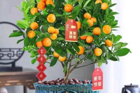 旺运风水局，如何使用植物布局