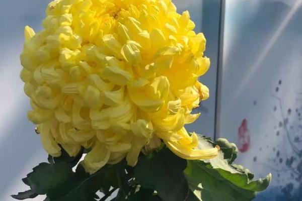天后灵签陶渊明赏菊解签