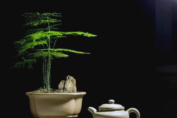 风水价值，为啥家里不能养文竹