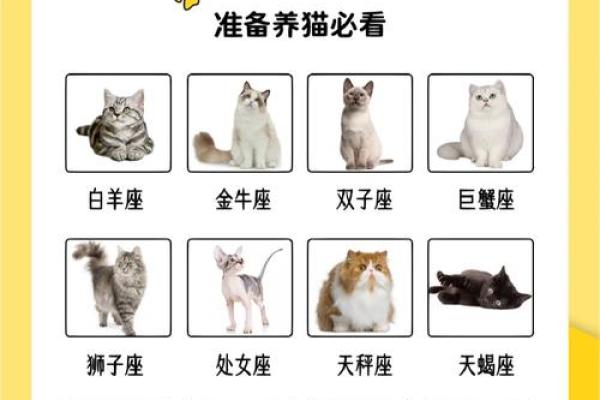 十二星座什么地方适合养猫