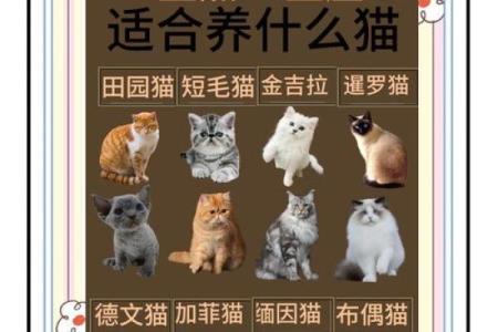 十二星座什么地方适合养猫
