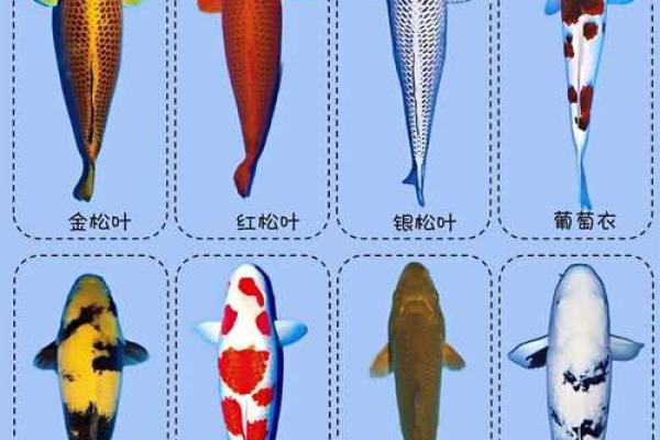养风水锦数量