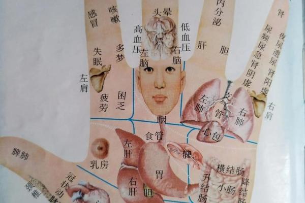 图解：手相中的事业线算命意义是