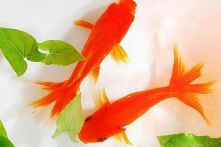 金鱼缸风水尾数功能鱼算不