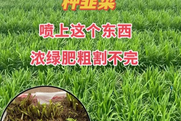风水院子_韭菜种在院子有甚么寓意