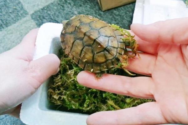 办公室养龟有什么风水说法讲究