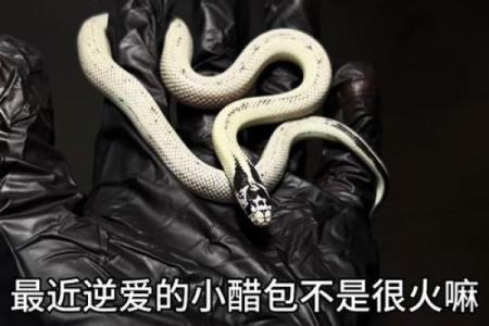 算卦蛇缠牛咬死不放  算命说蛇缠身