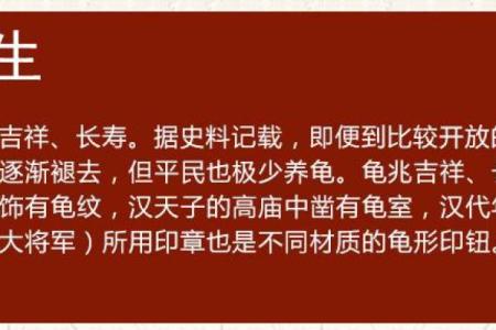 办公室养龟有什么风水说法讲究