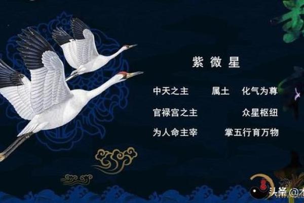 紫薇斗数野性美