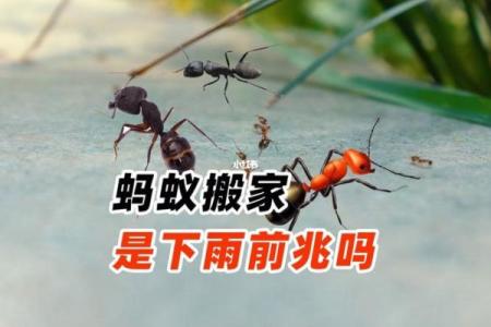 解读下雨天搬家好不好风水会有影响吗