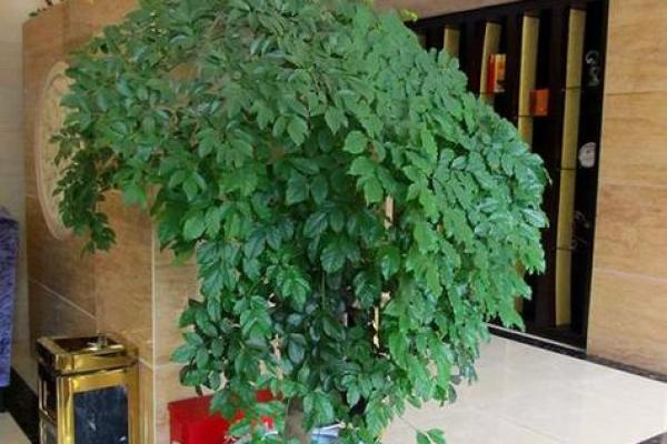 办公场所摆放植物的风水讲究