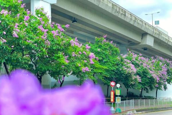 紫薇斗数大花