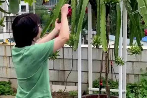 家里种火龙果影响风水