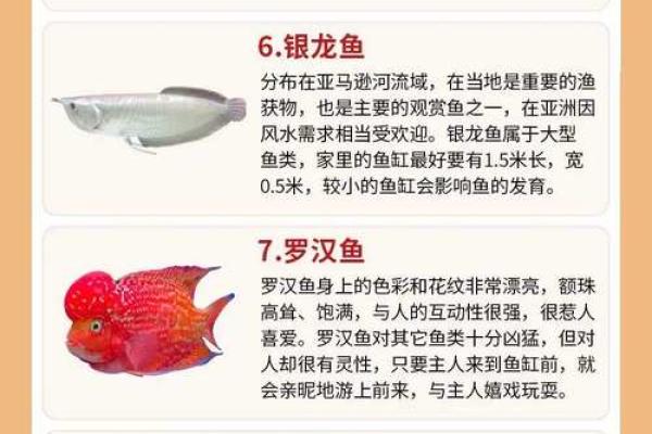 养金鱼有哪些风水讲究-