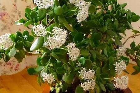 需重视风水十大吉祥花忌讳禁忌