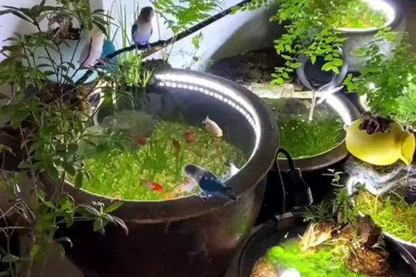 三的风水_鱼盆养几条鱼好