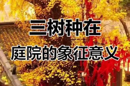 风水财运门前种树也不要种这三棵树禁忌