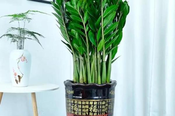 横财风水：财位适宜摆放的花卉