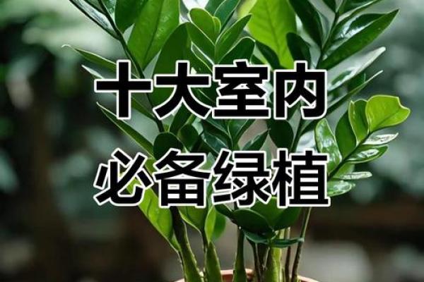 阳台植物摆放旺财风水