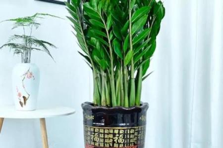 横财风水：财位适宜摆放的花卉
