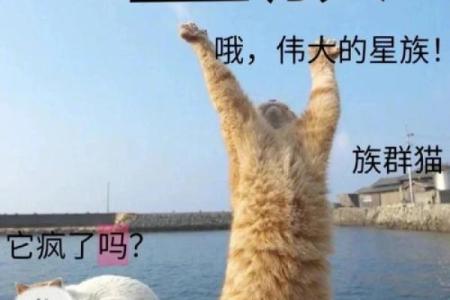 根据名字测试你是什么动物  本命动物测试