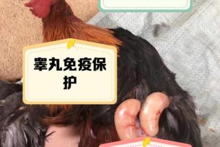 公鸡的风水作用